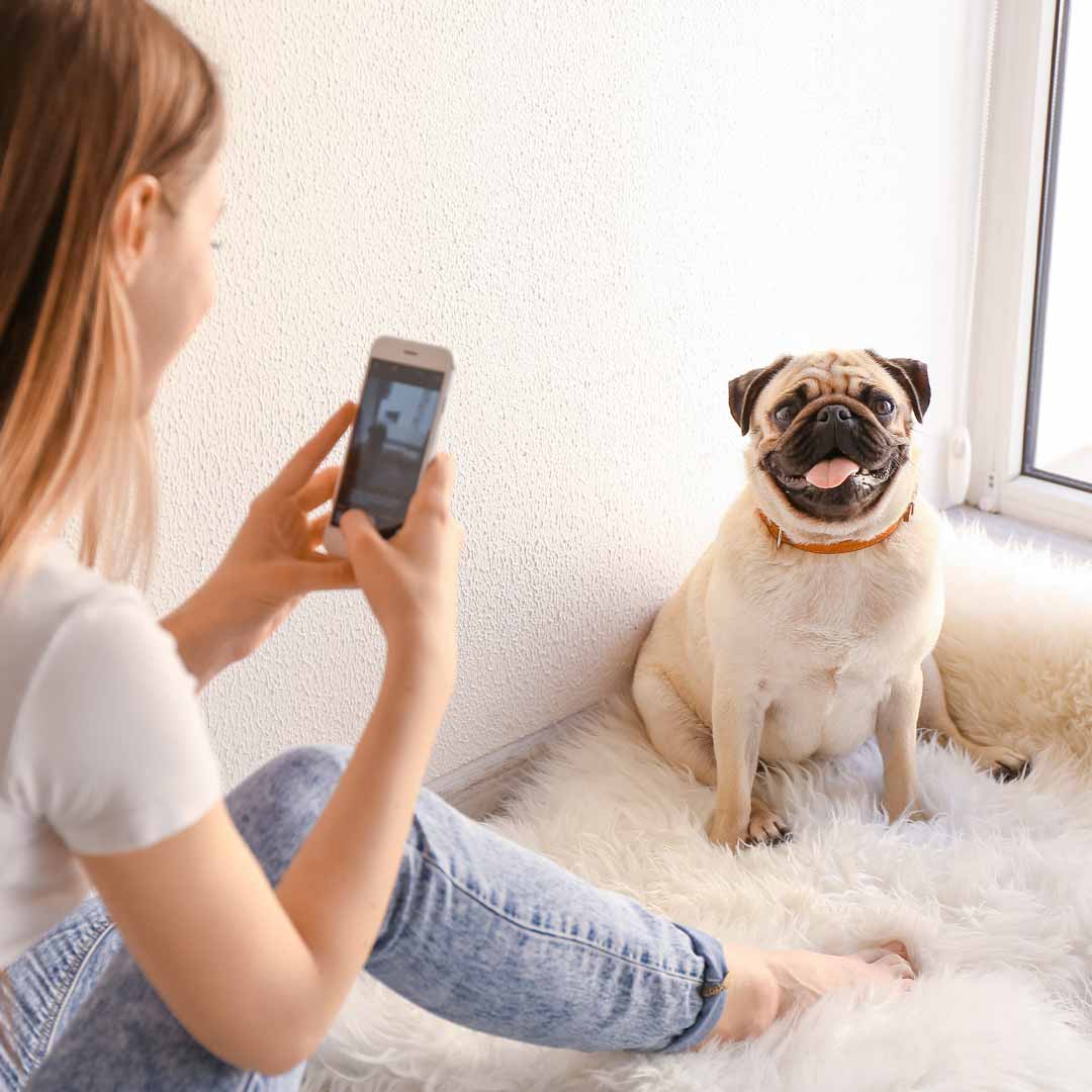taking photo of pug